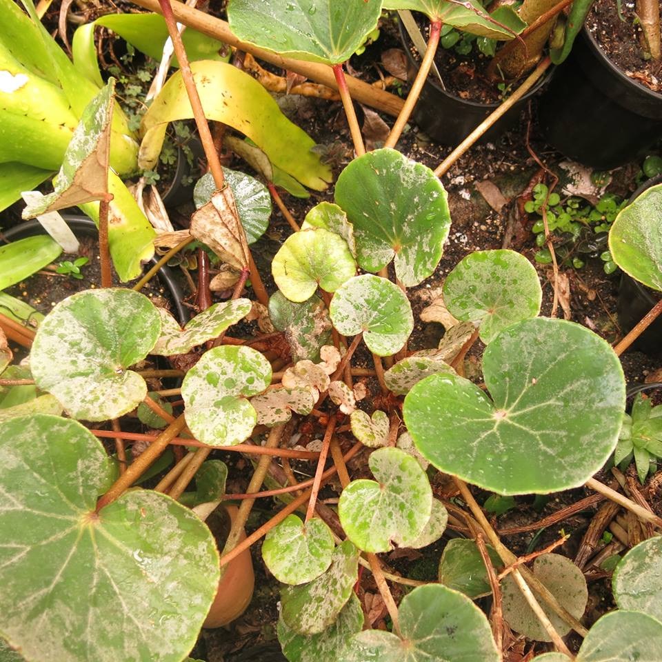 B. petasitifolia